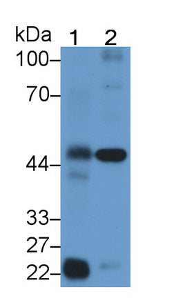 Protease Activated Receptor 1 (PAR1) Polyclonal Antibody, CAU31608