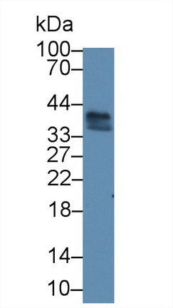 Ribonuclease H2 Subunit A (RNASEH2A) Polyclonal Antibody, CAU31631