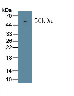 Mitogen Activated Protein Kinase Associated Protein 1 (MAPKAP1) Polyclonal Antibody, CAU31665