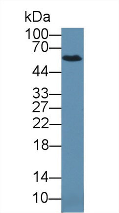 Glypican 5 (GPC5) Polyclonal Antibody, CAU31683