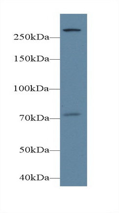 Phospholipase C Epsilon 1 (PLCe1) Polyclonal Antibody, CAU31694