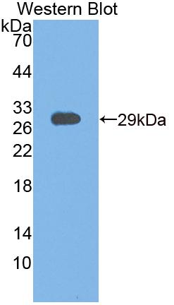 Testicular Receptor 4 (TR4) Polyclonal Antibody, CAU31708