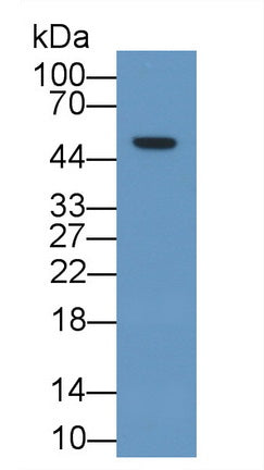 Nuclear Receptor Subfamily 0, Group B, Member 1 (NR0B1) Polyclonal Antibody, CAU31710