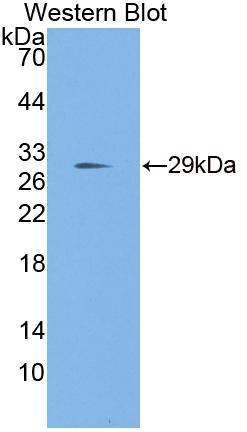 Transcription Elongation Factor A2 (TCEA2) Polyclonal Antibody, CAU31712