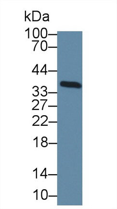 Transcription Elongation Factor A2 (TCEA2) Polyclonal Antibody, CAU31713