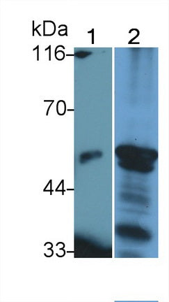 Lipase I (LIPI) Polyclonal Antibody, CAU31733