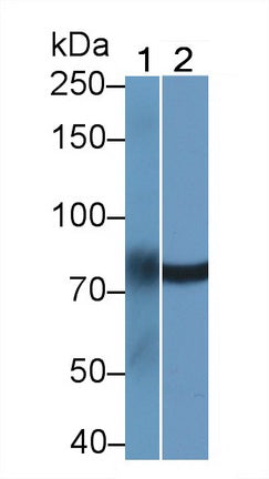 Lipase Maturation Factor 2 (LMF2) Polyclonal Antibody, CAU31734