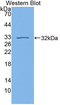 Guanylate Binding Protein 7 (GBP7) Polyclonal Antibody, CAU31748