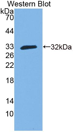 Guanylate Binding Protein 3 (GBP3) Polyclonal Antibody, CAU31752
