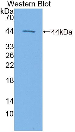 Tryptophanyl tRNA Synthetase 2, Mitochondrial (WARS2) Polyclonal Antibody, CAU31761