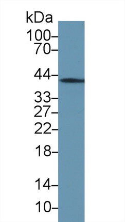Annexin A1 (ANXA1) Polyclonal Antibody, CAU31770