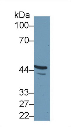 Fibulin 7 (FBLN7) Polyclonal Antibody, CAU31811