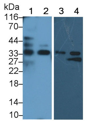 Vanin 2 (VNN2) Polyclonal Antibody, CAU31822