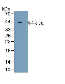 Neuropeptide FF (NPFF) Polyclonal Antibody, CAU31829