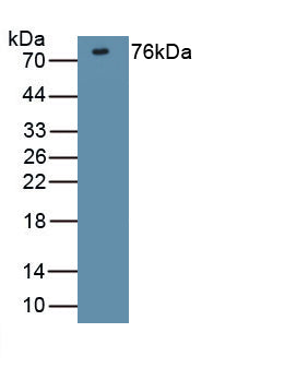 Discs, Large Homolog 4 (DLG4) Polyclonal Antibody, CAU31838