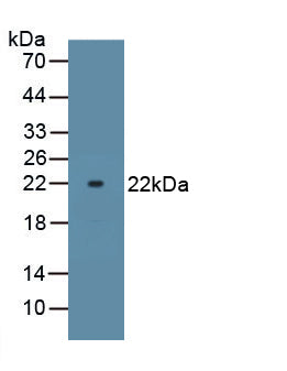 ATPase, Na+/K+ Transporting Alpha 1 Polypeptide (ATP1a1) Polyclonal Antibody, CAU31841