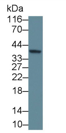 D-Amino Acid Oxidase (DAO) Polyclonal Antibody, CAU31875