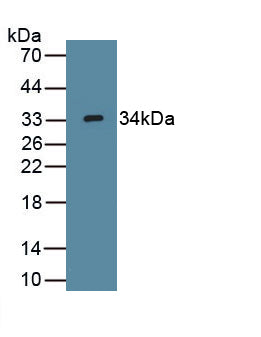 Wingless Type MMTV Integration Site Family, Member 7B (WNT7B) Polyclonal Antibody, CAU31914