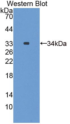 COP9 Constitutive Photomorphogenic Homolog Subunit 6 (COPS6) Polyclonal Antibody, CAU31921
