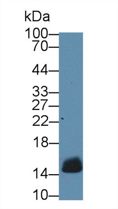 Cytochrome C (CYCS) Polyclonal Antibody, CAU32005