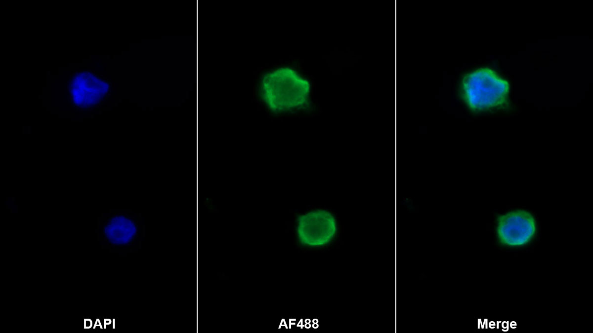 AF488 staining on IF; Sample: THP1 cell; Primary Ab: 20ug/ml Mouse Anti-Human FPR2 Antibody; Second Ab: 2ug/ml AF488-Linked Caprine Anti-Mouse IgG Polyclonal Antibody