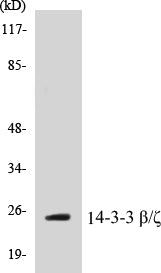 Western blot analysis of extracts from NIH-3T3 cells, using 14-3-3 beta/zeta (Ab-184/186) Antibody.