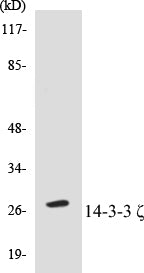 Western blot analysis of extracts from 293 cells, treated with Forskolin 40nM 30', using 14-3-3 zeta (Ab-58) Antibody. 