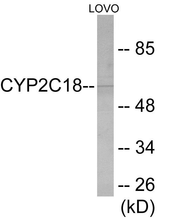 Human Cytochrome P450 2C8/9/18/19 ELISA Kit