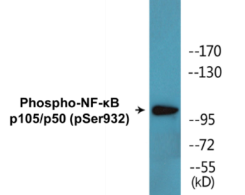 Phospho-NF-K KappaB p105/p50 (Ser932) ELISA Kit