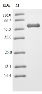 Recombinant Mouse Heterogeneous nuclear ribonucleoproteins A2/B1 (Hnrnpa2b1)