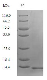 Recombinant Human Secreted Ly-6/uPAR-related protein 1 (SLURP1)