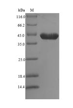 Recombinant Mouse 14-3-3 protein zeta/delta (Ywhaz)