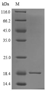 Recombinant Human Secreted Ly-6/uPAR domain-containing protein 2 (SLURP2)