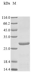 Recombinant Mycobacterium tuberculosis PP2C-family Ser/Thr phosphatase (pstP), partial