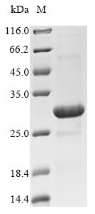 Recombinant E. coli Fe/S biogenesis protein NfuA (nfuA)