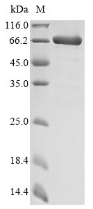 Recombinant E. coli Fe/S biogenesis protein NfuA (nfuA), Biotinylated