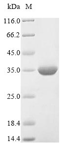 Recombinant Triticum aestivum Granule-bound starch synthase 1, chloroplastic/amyloplastic (WAXY), partial