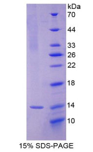 Figure 1. SDS-PAGE