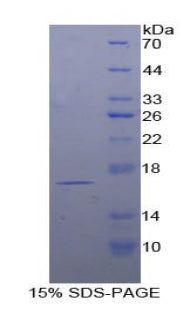 Recombinant Human T-Cell Leukemia/Lymphoma Protein 1A (TCL1A)