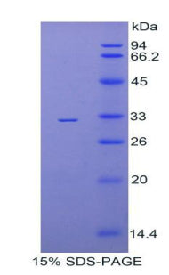 Figure 1. SDS-PAGE