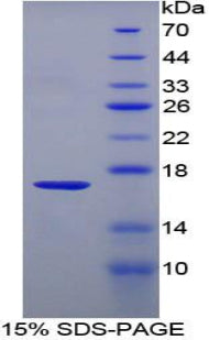 Recombinant Rat T-Cell Leukemia/Lymphoma Protein 1A (TCL1A)